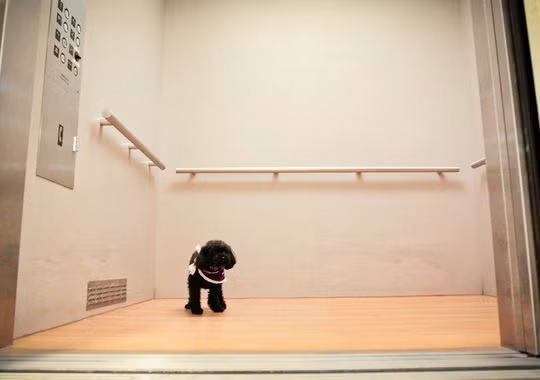 Nala là một cô chó chưa bao giờ được huấn luyện để sử dụng thang máy nhưng cô nàng lại có thể đi thang máy hết sức thành thạo để đến thăm các cụ già tại trại dưỡng lão địa phương – nơi chủ của cô làm việc.