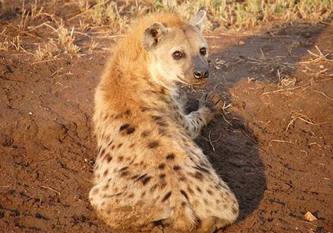 Linh cẩu có thể sống được từ 10-12 năm trong tự nhiên và 25 năm nếu được nuôi nhốt.