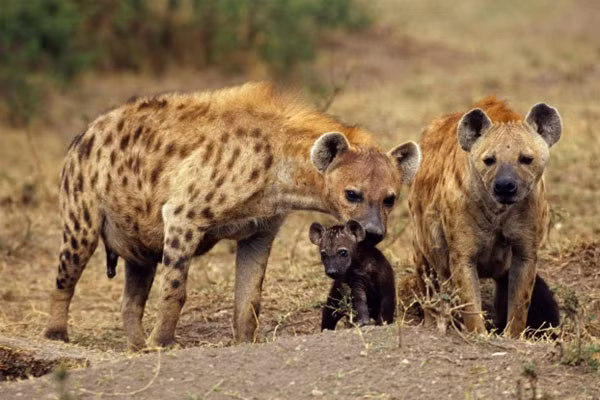 Linh cẩu là động vật ăn đêm, chúng đi săn vào ban đêm.