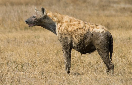 Linh cẩu sử dụng các âm thanh, tư thế và dấu hiệu khác nhau để giao tiếp.