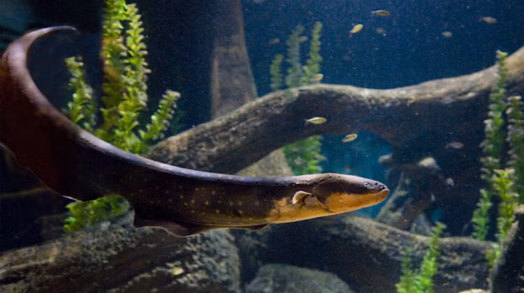 Cá chình điện mới nở ăn động vật không xương sống có kích thước nhỏ. Chúng cũng tìm tổ của những con cá chình khác để “ăn cắp” trứng.