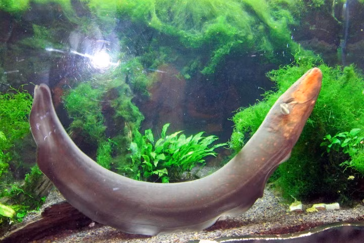 Cá chình điện có thể sống tới 15 năm trong môi trường tự nhiên và 22 năm nếu được nuôi nhốt.