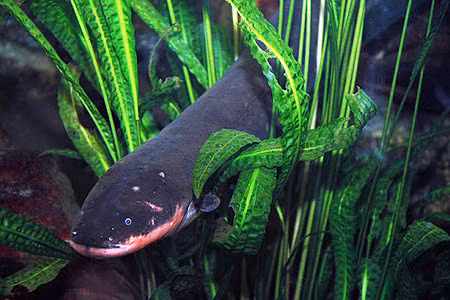 Cá chình điện chỉ giao phối vào mùa khô. Cá chình đực dùng nước bọt của nó để làm tổ giữ trứng. Cá chình cái có thể đẻ tới 1700 quả trứng. Cả cá chình đực và cái đều cùng nhau chăm sóc số trứng này.