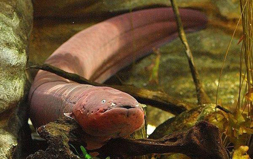 Mặc dù được gọi là cá chình điện nhưng chúng lại có quan hệ gần gũi với cá trê hơn là các loài cá chình thường.