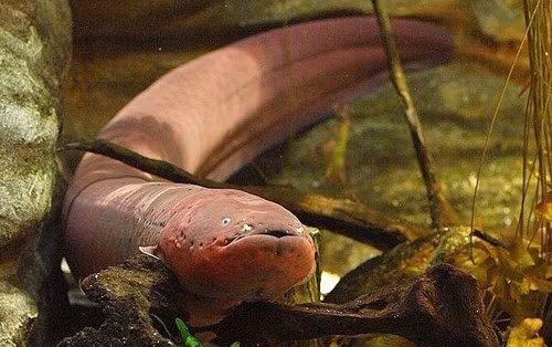 Mặc dù được gọi là cá chình điện nhưng chúng lại có quan hệ gần gũi với cá trê hơn là các loài cá chình thường.