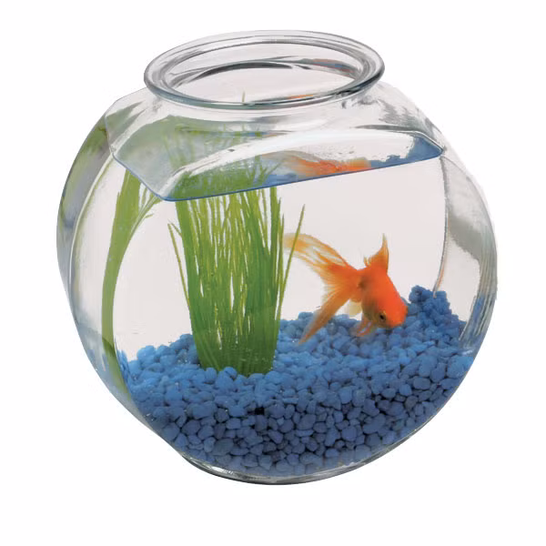  Sự thật khoa học đã chứng minh là bể cá hay những chiếc bát, bình nuôi cá không cung cấp đủ lượng oxy cho cá sống bên trong nên đó thật sự là một ngôi nhà kinh khủng cho lũ cá.