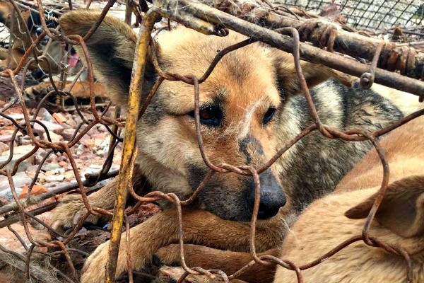 Những con chó này bị bắt khi đang lang thang chơi đùa trên đường hoặc ngay trong sân nhà.