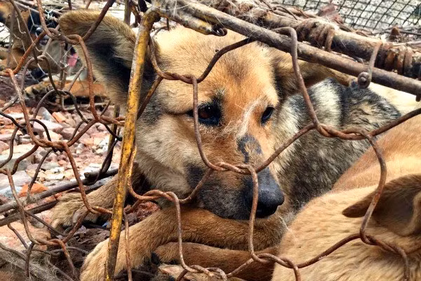Những con chó này bị bắt khi đang lang thang chơi đùa trên đường hoặc ngay trong sân nhà.