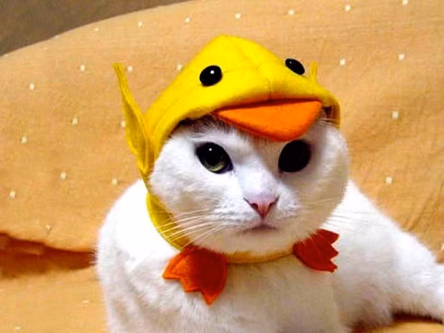 Mèo hóa trang thành vịt vô cùng đáng yêu.