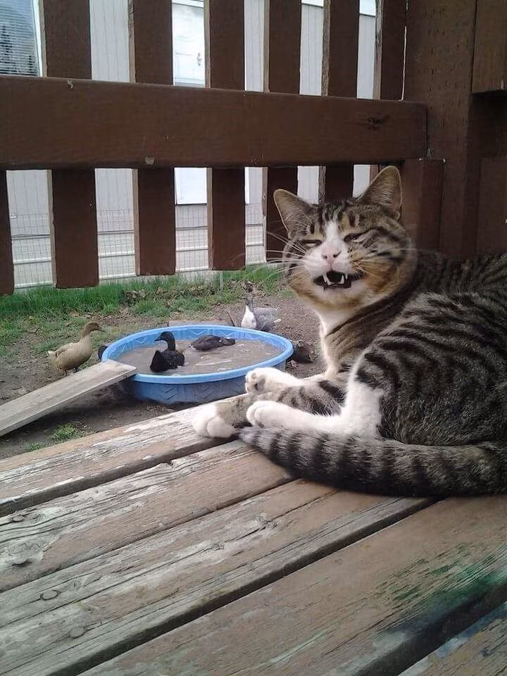 Nụ cười có vẻ gian xảo của chú mèo khi được ngắm đàn vịt chơi đùa trong chậu nước.