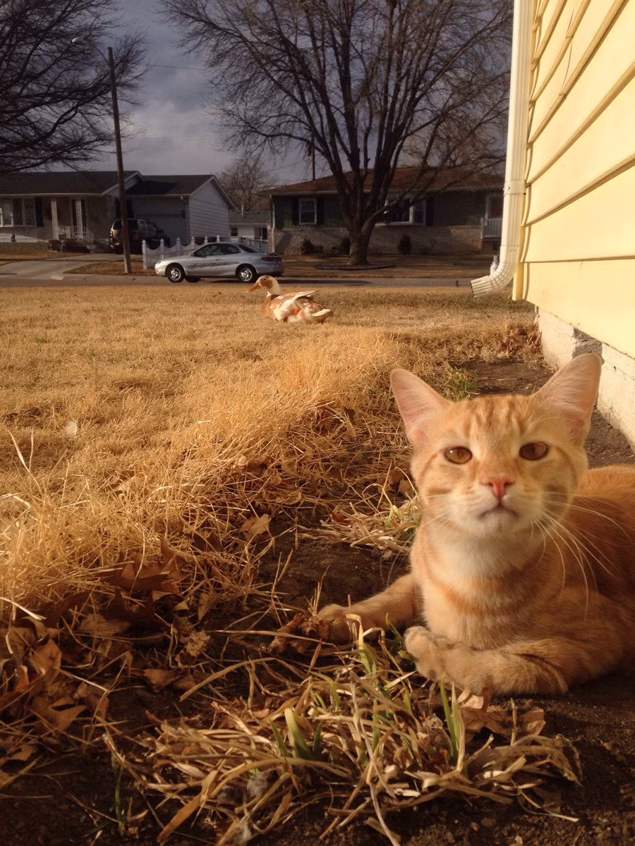  Mèo con đáng yêu cũng đang tìm cách làm quen với vịt mẹ.
