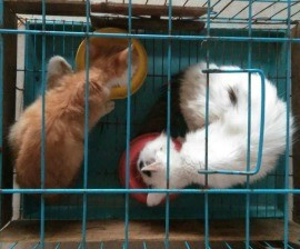 Hai chú mèo này cũng đã may mắn được Hội Nhân đạo giải thoát.