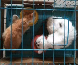 Hai chú mèo này cũng đã may mắn được Hội Nhân đạo giải thoát.