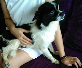 Những chú chó, chú mèo được giải cứu hiện đang có cuộc sống rất tốt.