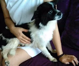 Những chú chó, chú mèo được giải cứu hiện đang có cuộc sống rất tốt.