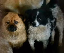 Tom và Little Ricky là hai chú chó vô cùng may mắn khi được giải thoát khỏi số phận kinh hoàng so với đồng loại.