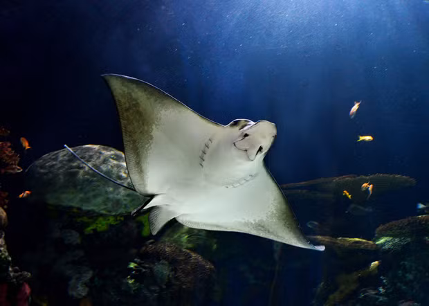 Hầu hết cá đuối gai độc bơi bằng cách nhấp nhô cơ thể giống như những đợt sóng. Một số loài khác lại có chuyển động giống như chim đang bay trên bầu trời.