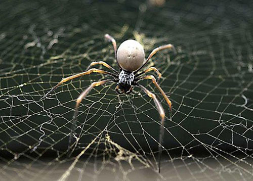 Loài nhện có thể tồn tại nhiều giờ đồng hồ dưới nước bằng cách tự rơi vào trạng thái hôn mê.