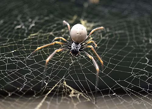 Loài nhện có thể tồn tại nhiều giờ đồng hồ dưới nước bằng cách tự rơi vào trạng thái hôn mê.
