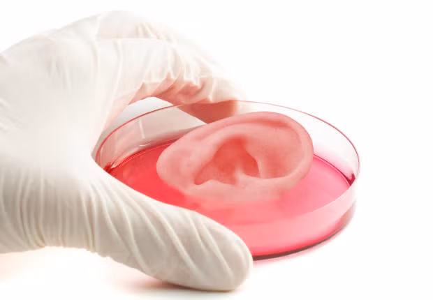 Bác sĩ tại Đại học Cornell đã phát minh ra phương pháp in 3D tai người bằng cách sử dụng các tế bào sống từ những con bò và collagen từ đuôi chuột. Một số nhà nghiên cứu khác cũng đã thành công tạo ra tai từ tế bào tai bò và cừu trong phòng thí nghiệm.