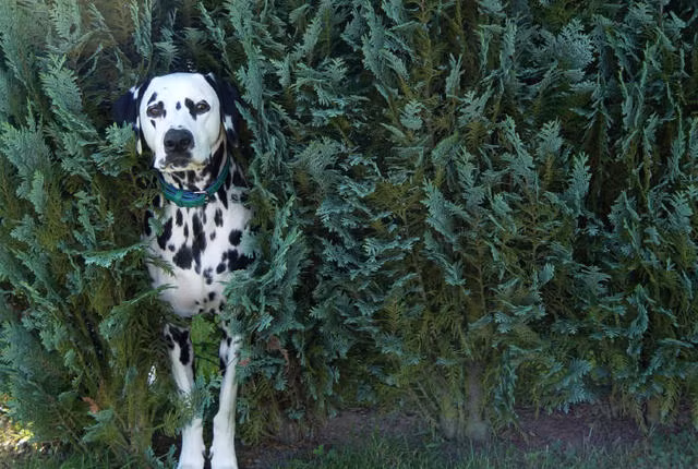 Giống như nhiều giống chó lâu đời khác, nguồn gốc của những chú chó đốm rất khó xác định. Một số người cho rằng những con chó này đến từ Dalmatia - một khu vực ngày nay thuộc Croatia. Chúng từng được dùng trong chiến tranh với vai trò là lính canh.