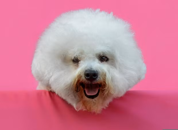 Bichon là giống chó nhỏ và rất thân thiện với con người. Hơn nữa, chúng còn cực kì thông minh và dễ huấn luyện.