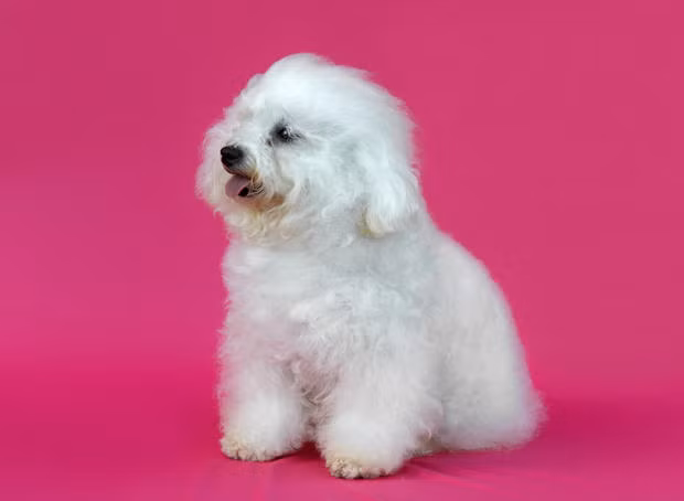 Bộ lông của chó Bichon Frise luôn có màu trắng như tuyết, chỉ có lông tai mới có màu mơ, màu vàng hoặc màu kem ở vùng đôi mắt và chiếc mũi đen tuyền.