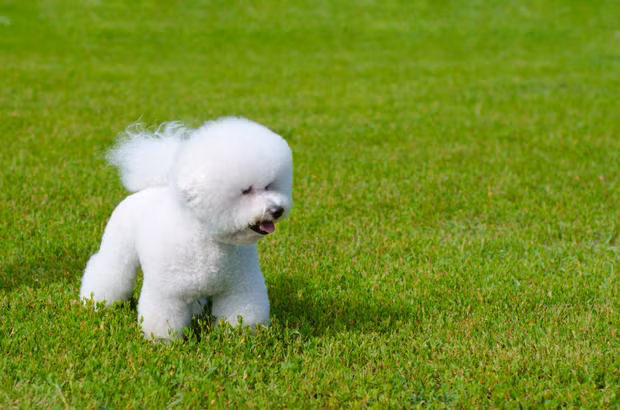 Ngày nay, Bichon Frise được làm chó cảnh và chó trình diễn, đồng thời được người Pháp đặc biệt yêu thích.