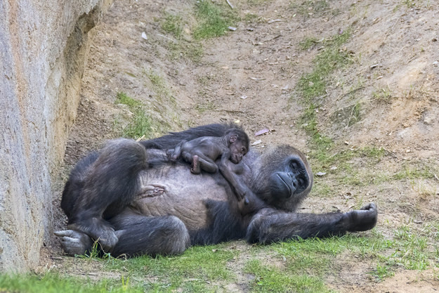 Một đứa bé không may bị rơi từ độ cao hơn 6m xuống khu ở của đàn khỉ đột. Tuy nhiên, “cô nàng” khỉ Binti Jua đã nhanh chóng chạy đến, ôm chú bé vào lòng và bảo vệ đứa bé khỏi những con khỉ đột khác rồi mang đến giao cho người giữ vườn thú.