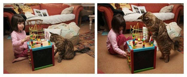 Iris Grace Halmshaw được chẩn đoán mắc bệnh tự kỷ vào năm 2011. Sau đó, cha mẹ cô đã mang chú mèo Thula về làm bạn với cô bé và cặp đôi đã nhanh chóng không thể tách rời nhau.