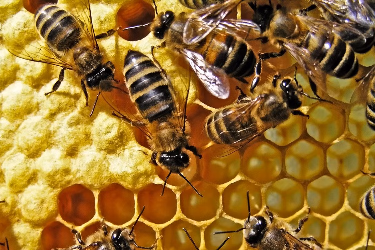 Những năm 1950, các nhà khoa học cố gắng đưa một loài ong châu Phi tới Brazil để thuần hóa nuôi lấy mật nhưng chúng rất hung dữ. Chẳng bao lâu, chúng nhanh chóng lan tới toàn lục địa và trở thành một loại sâu bệnh ở nhiều nơi.