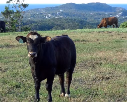 Nếu nhìn sơ qua, bạn sẽ cho rằng đây là một chú bò hoàn toàn tầm thường cho đến khi phát hiện ra hình trái tim hoàn hảo trên trán bò.