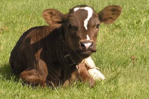 Trong khi đó, chú bò này lại sở hữu cả một dấu hỏi to đùng trên mặt khiến chú trở thành con bò hay thắc mắc nhất thế giới.