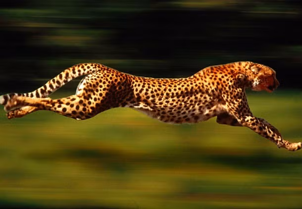 Danh hiệu loài vật trên cạn nhanh nhất hành tinh thuộc về những con báo đốm với tốc độ chạy có thể đạt đến 112-120 km/h. Một con báo có thể đạt tốc độ chạy tối đa trong vòng 60 giây và có khả năng tăng tốc từ 0 đến 96 km/h trong vòng 3 giây.