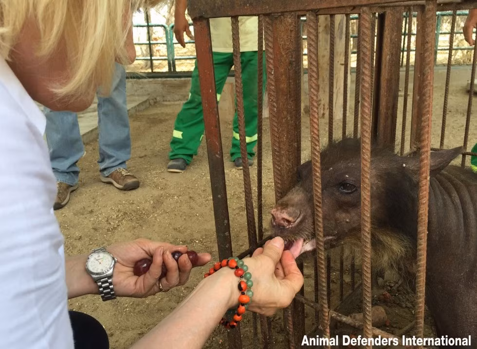 Đó là câu chuyện của một “cô nàng” gấu 25 tuổi có tên Cholita. Con gấu trụi lông Cholita phải làm việc vất vả, khổ cực trong rạp xiếc suốt nhiều năm và bị đối xử vô cùng tàn tệ.