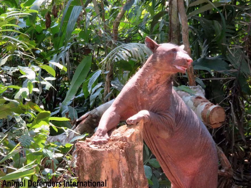 Chẳng bao lâu, Cholita đã cảm nhận được ngôi nhà thực thụ của mình và trở nên quen thuộc với nó.