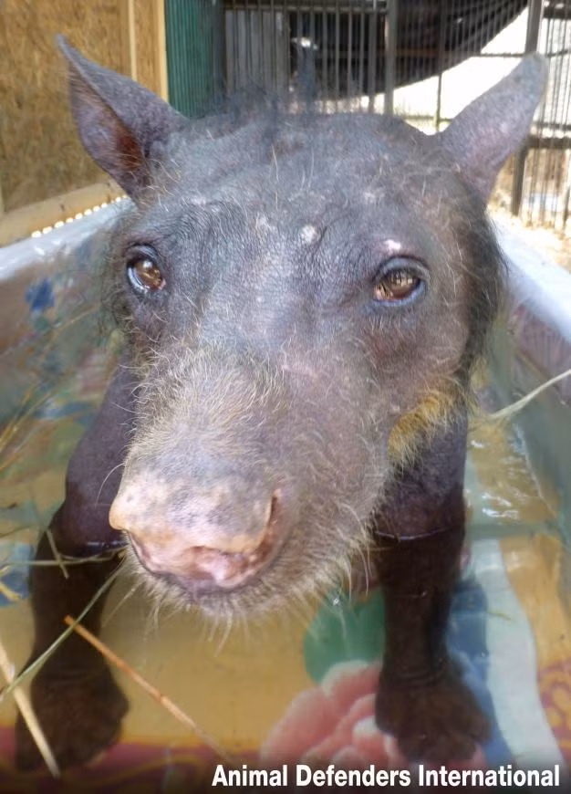 Ở đây, Cholita được yêu thương và quan tâm chăm sóc một cách cẩn thận, chu đáo.