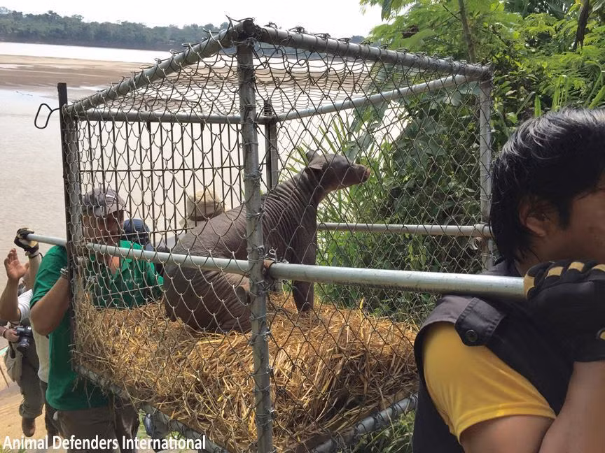 Tất cả quãng đường vất vả này đều được con người chuẩn bị chu đáo để Cholita có thể trở về với môi trường sống đúng nghĩa của loài gấu.