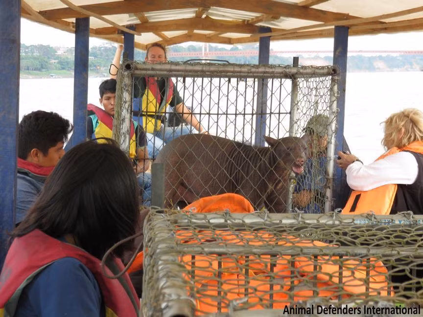 Không chỉ xe tải, Cholita còn được đi thuyền.