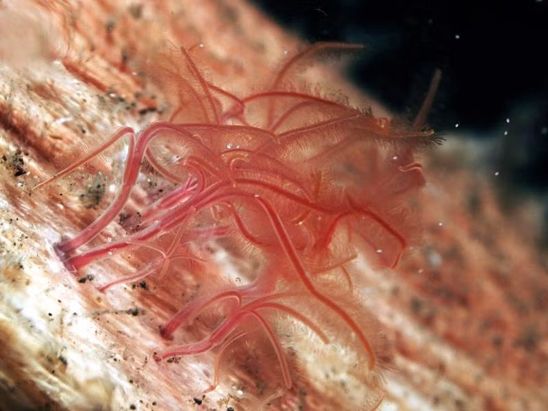 Trong họ giun tơ, có 5 loài giun được gọi là giun zoombie (Osedax sp.) bởi sở thích ăn xương động vật đang bị phân hủy, chủ yếu là xương cá voi. Chúng không có miệng hay dạ dày mà bám rễ vào xương để hút chất béo và protein bị chôn vùi bên trong.