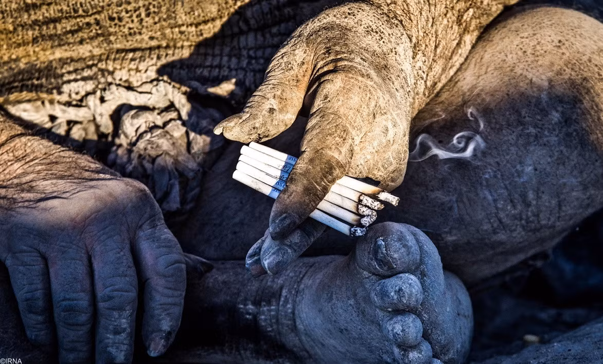 ... và hút thuốc lá được làm từ phân khô.