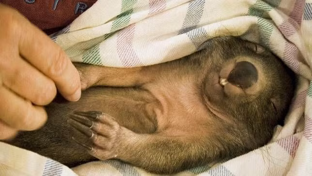 Thức ăn chủ yếu của loài thú có túi này là cỏ và các loại thực vật khác. Hai chân trước rất khỏe, vì thế nó có thể đào bới những thứ bị chôn vùi bên dưới lớp tuyết để tìm thức ăn.