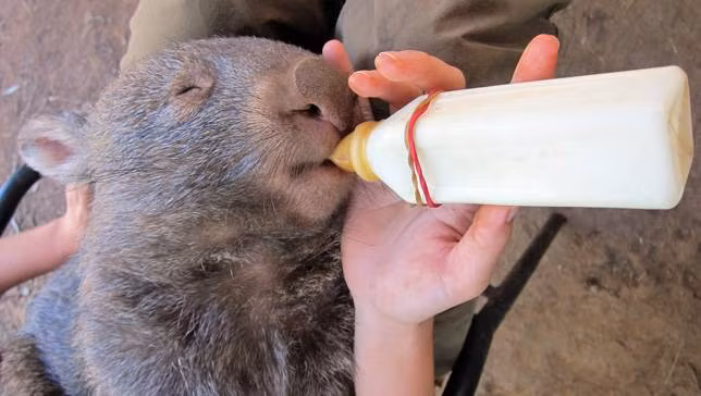 Ngay cả người dân bản địa cũng khó có cơ hội thấy gấu túi mũi trần trong tự nhiên bởi thông thường chúng dành hầu hết ban ngày để ở trong hang.