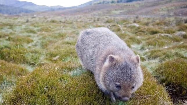  Gấu túi mũi trần (wombat) là loài thú có túi hơi giống với gấu con. Bộ lông của loài thú này rất dầy để giúp nó duy trì mọi hoạt động trong suốt mùa đông.