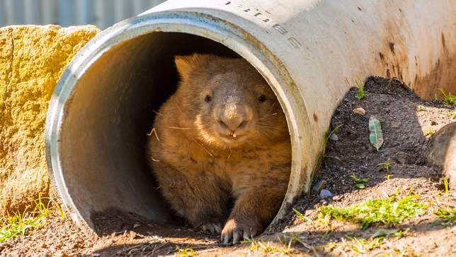 Răng cửa của gấu túi mũi trần không bao giờ ngừng phát triển. Chúng cố gắng giữ cho răng của mình có độ dài thích hợp bằng cách nhai cây cỏ, vỏ cây và rễ cây.