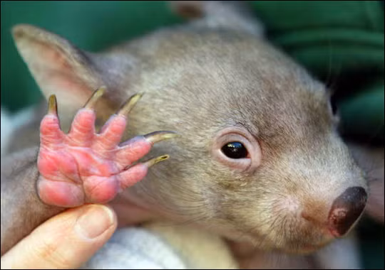 Gấu túi Wombat rất giỏi đào hang. Hang của chúng thường chỉ đủ lớn cho một mình chủ nhân nên khi bị tấn công, nó chỉ cần chạy về hang, chui đầu vào, quay mông ra ngoài như một tấm khiên.