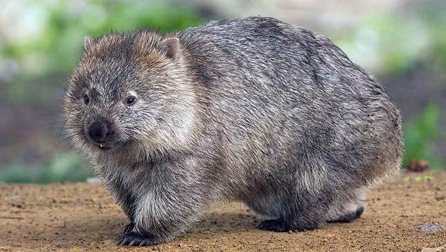 Trong khi loài thú có túi khác có miệng túi hướng lên trên, về phía đầu của mẹ thì gấu túi mũi trần lại có túi hướng về phía sau. Đó là do chúng phải đào hang nên cần có một cái túi ngược, tránh làm rơi con đang nằm trong đó khi đang đào đất.