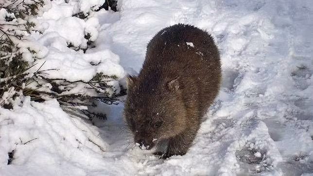 Có ba loài gấu túi mũi trần, gồm: gấu túi thường, gấu túi lông mũi phía bắc và gấu túi lông mũi phía nam. Trong đó, gấu túi lông mũi phía bắc là loài cực kỳ nguy cấp.
