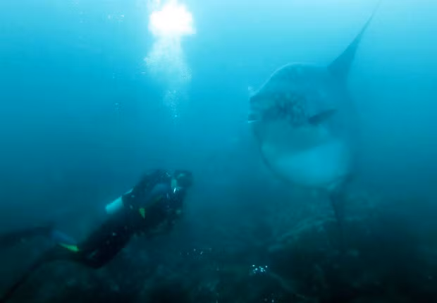 Cá mặt trăng thường lặn ở 48-198m dưới mặt nước biển, nhưng đôi khi, chúng có thể lặn sâu tới 792m.