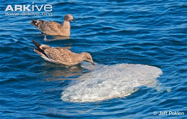 Tuy có kích thước khổng lồ nhưng cá mặt trăng đã từng được phân là một loại sinh vật phù du trong nhiều năm, bởi nó thường để cơ thể tự trôi chứ không bơi. Tuy nhiên, các nghiên cứu gần đây cho thấy chúng có thể di chuyển và bơi với tốc độ tương tự như các loài cá lớn khác.